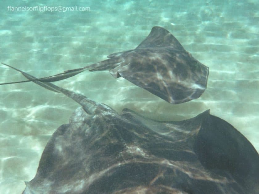 Best Stingray City Tours in Grand Cayman