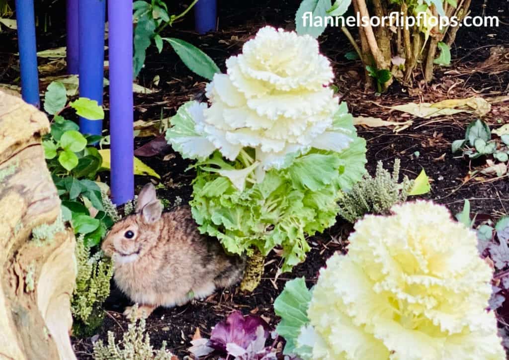 Bunny Chuluy Garden