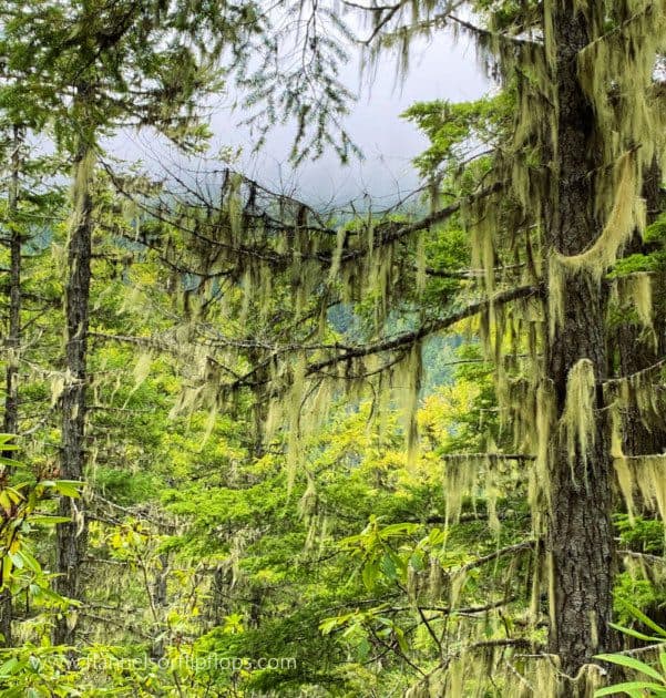 Mossy Trees in the Olympic Peninsula