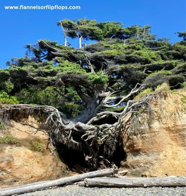 What you should know about Winter in Olympic National Park 7 Tree of Life Olympic National Park
