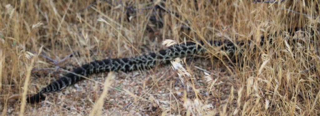 Rattlesnake