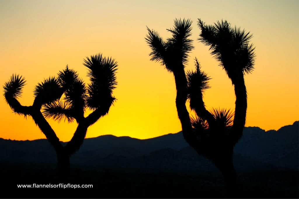 Sunset in Joshua Tree NP