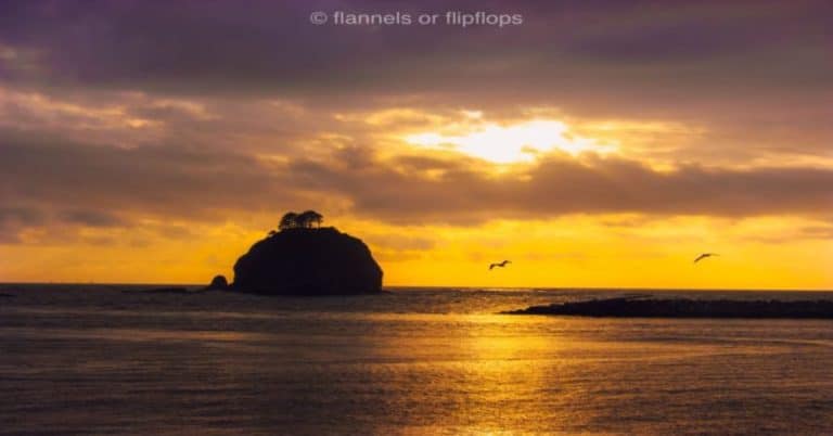 La Push at sunset with birds