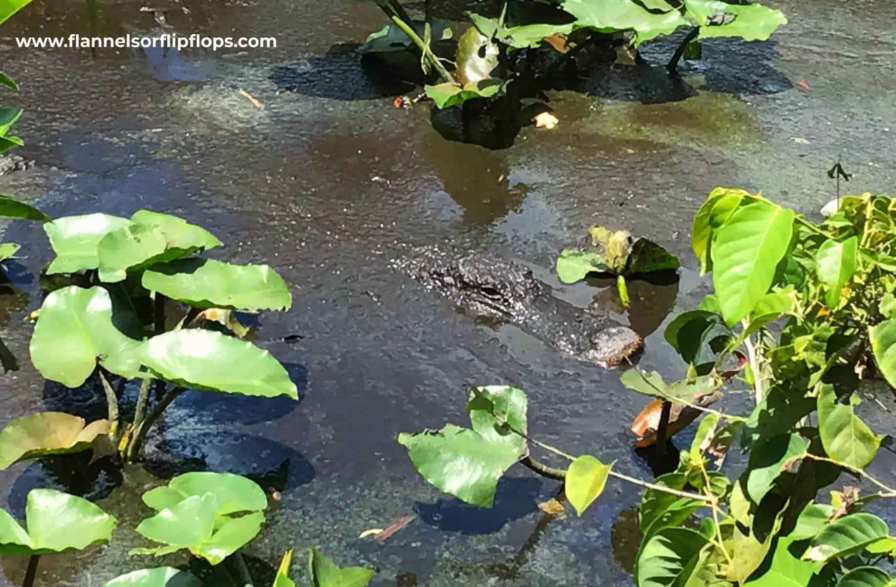 10 Breathtaking National Parks That Stay Warm During The Winter 16 Alligator, Shark Valley