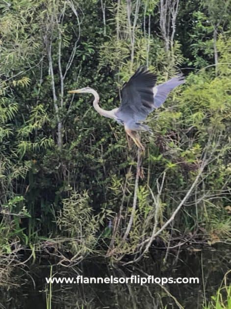A bird in the Everglades