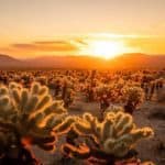 4 Breathtaking Sunrise Hikes in Joshua Tree You Need to Experience