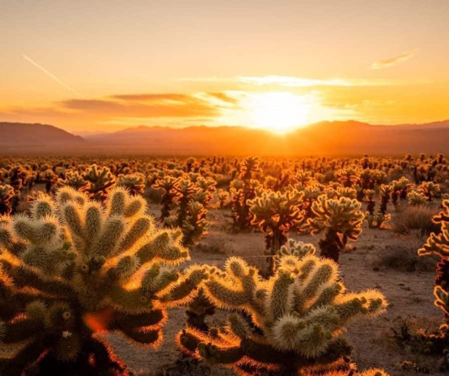 Where to see The Most Breathtaking National Park Sunrises 10 Johshua Tree National Park sunrises