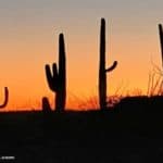 Saguaro National Park