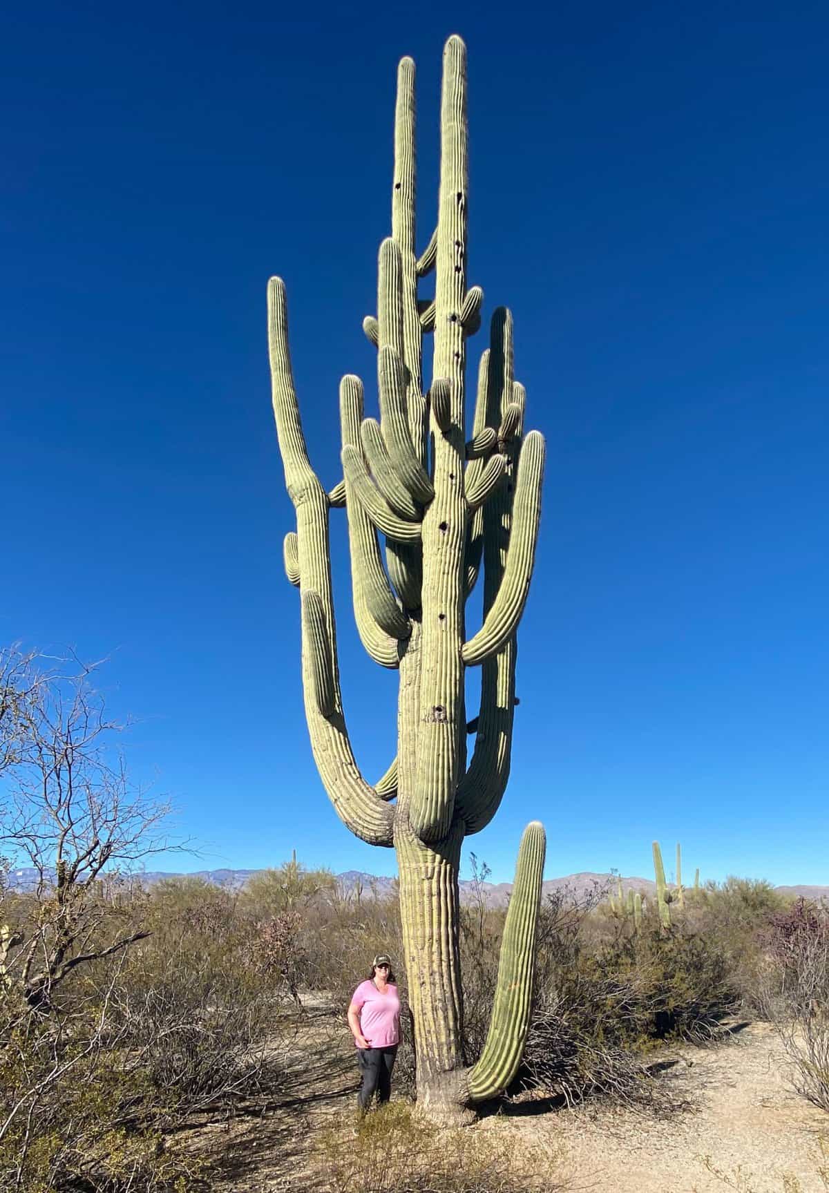 10 Breathtaking National Parks That Stay Warm During The Winter 11 Saguaro National Park in February