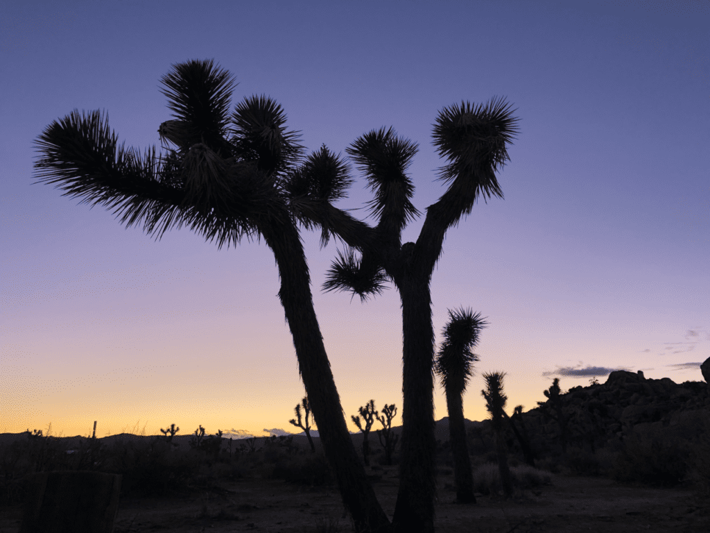 20 Best National Parks to Drive Through 14 Joshua Tree National Park Scenic dRive