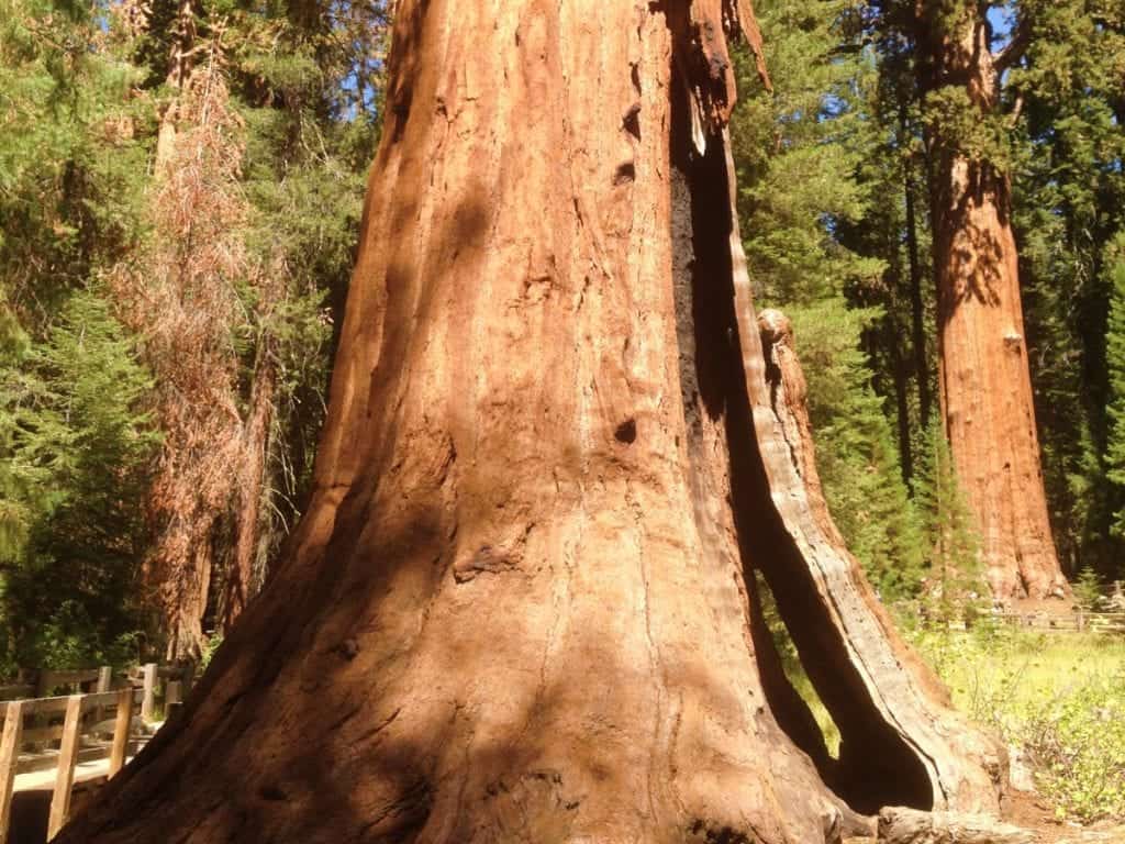 20 Best National Parks to Drive Through 12 Sequoia and Kings Canyon National Park Scenic drive