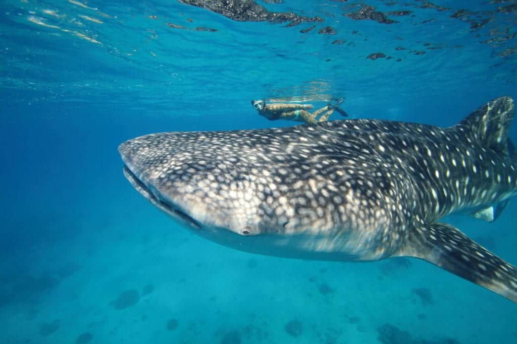 Big whale swimmng in the deep bluse sea.