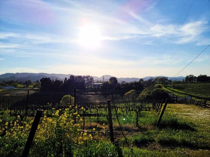 Healdsburg Wine Country