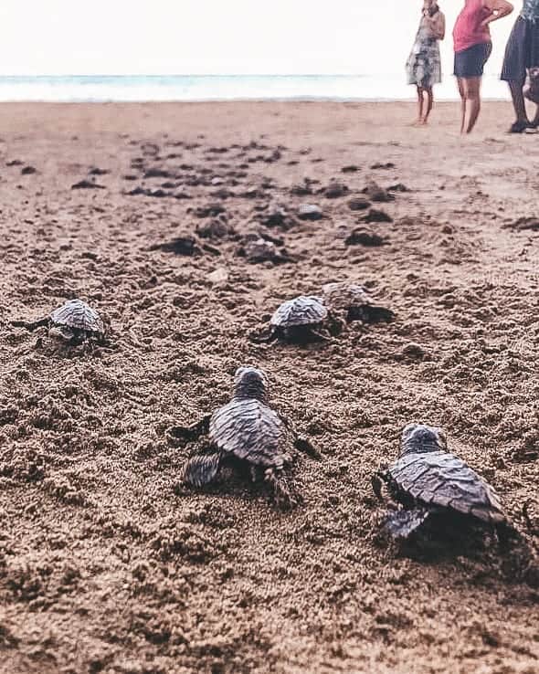 Turtle Release- Caribbean Bucket List.