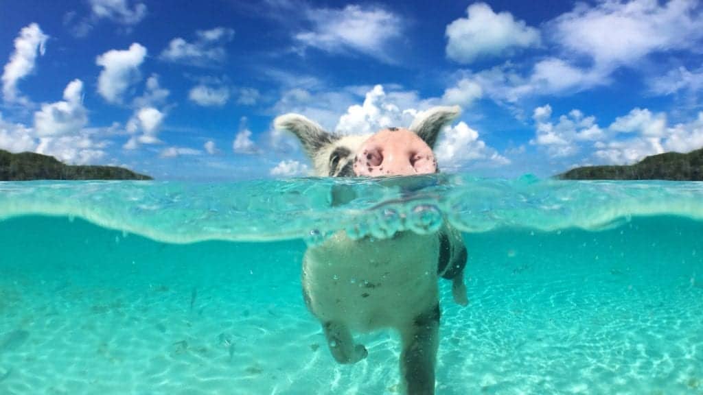 pigs swimming in the Bahamas.