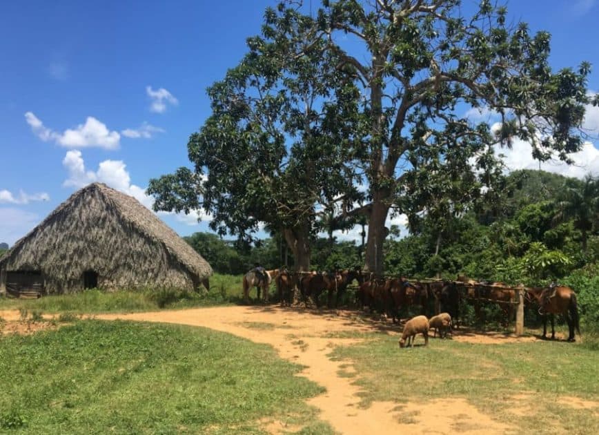 Horses grazing in a green field and traditional nipa house in the countryside in one of the Tobacco Plantations.