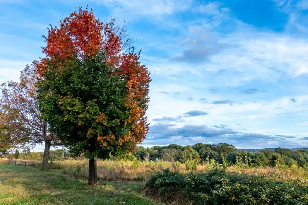 Hidden Gems in the US National Park System 15 Tree Valley Forge National Historical Park