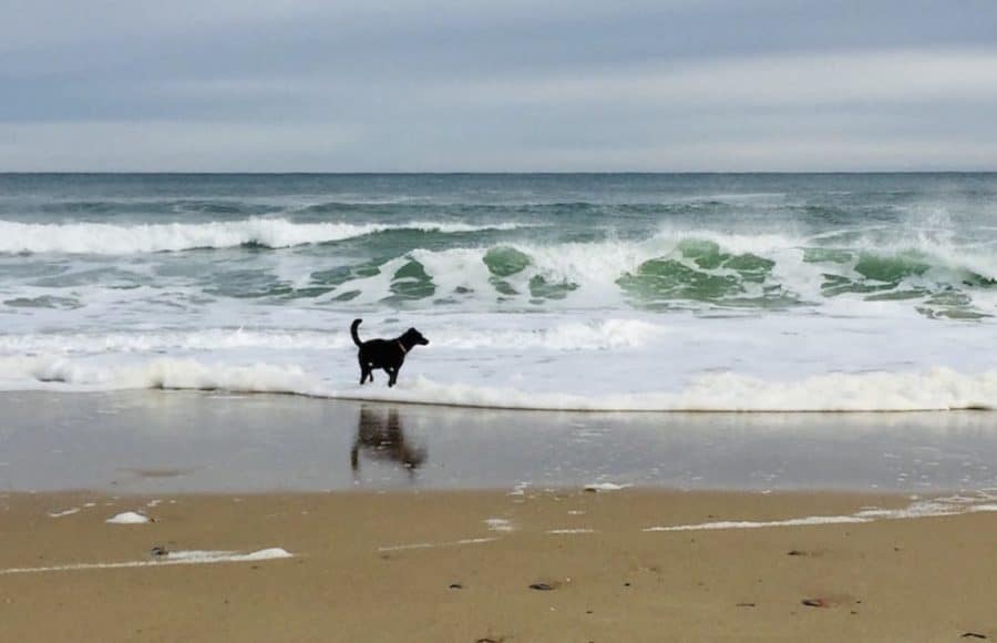 Hidden Gems in the US National Park System 10 thumbnail dog in surf