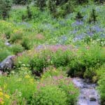 10 National Parks with the Most Beautiful Wildflower Blooms