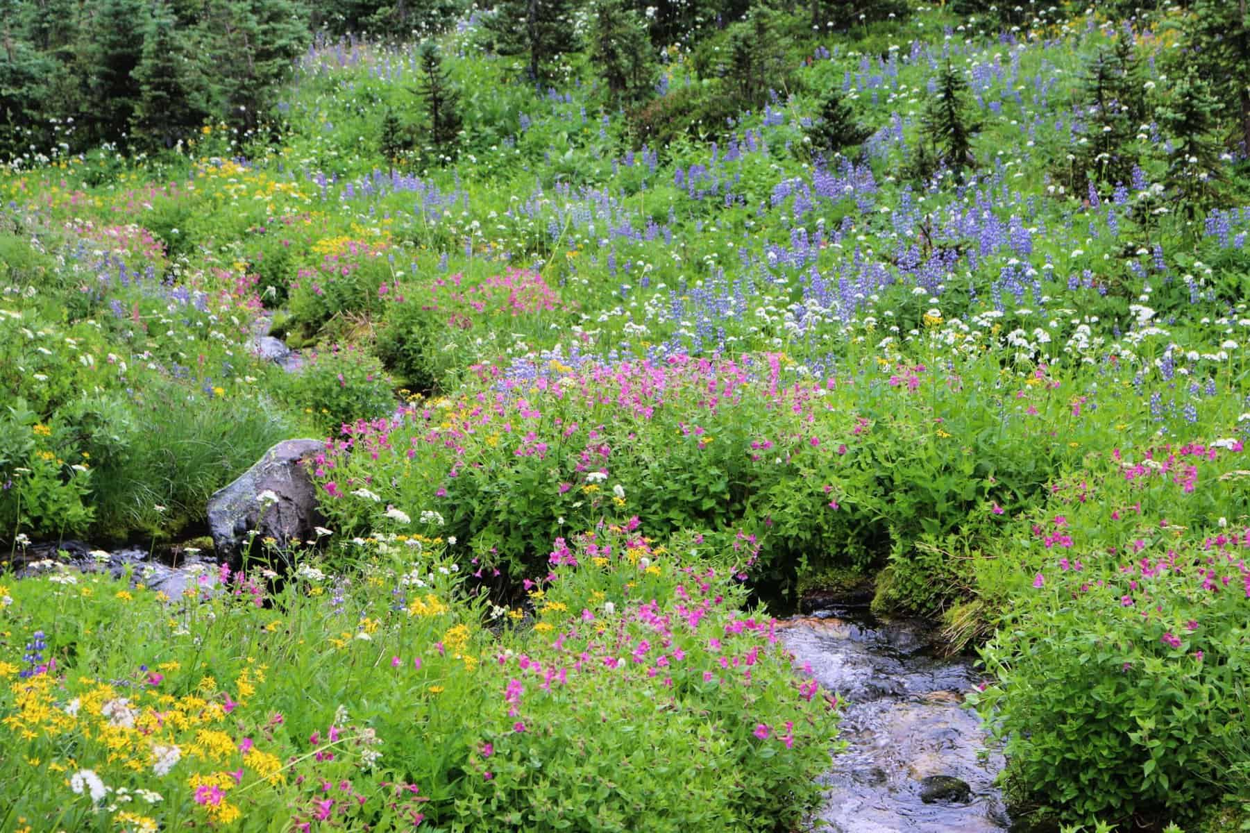 Best Things to do in Mount Rainier National Park 9 Things to do in Mount rainier - Wildflowers