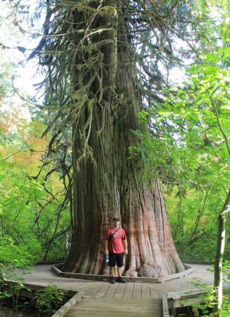 Best Things to do in Mount Rainier National Park 6 Things to do in Mount Rainier Grove of the Patriarchs
