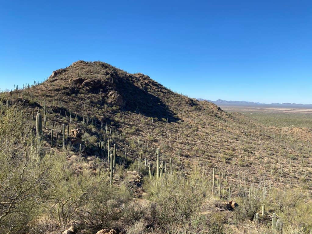 20 Best National Parks to Drive Through 19 Sagauro Cactus on a hill