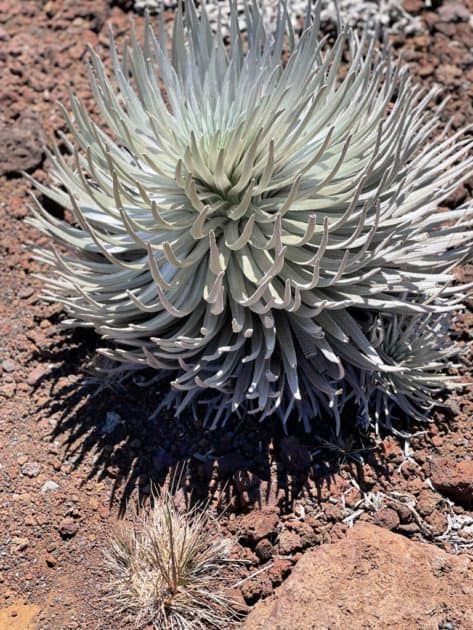 Silversword things to do in Haleakala National Park