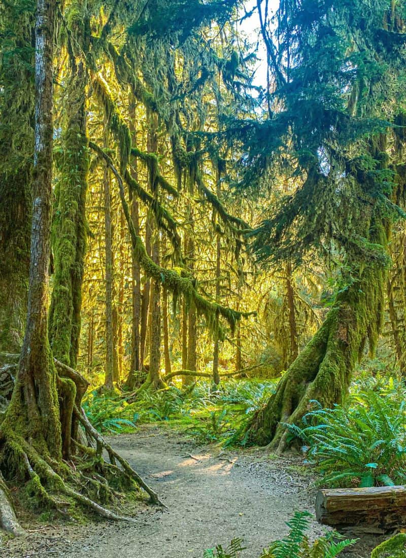Hall of Mosses Hike Olympic NP