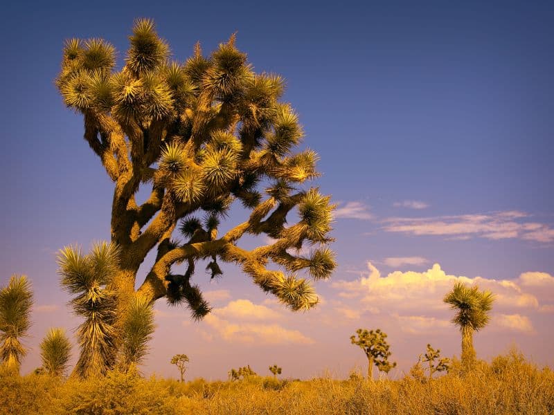 Joshua Tree