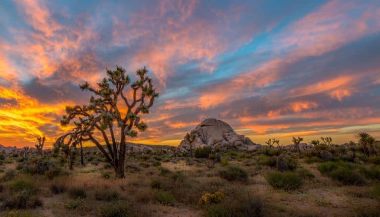 Where to stay Joshua Tree