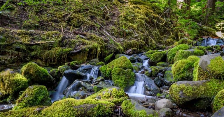 Waterfalls in Olympic National Park