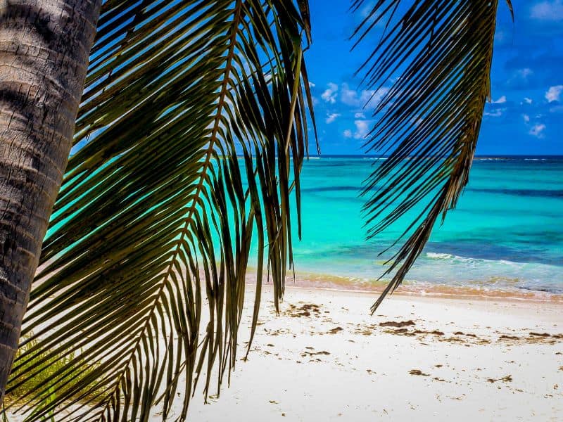 10 Best Beaches In Nassau For Cruisers 8 Clear blue waters and the coconut leaves.