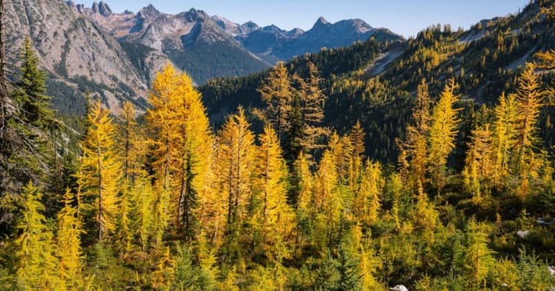 Golden Larches 1200 × 628 px scaled