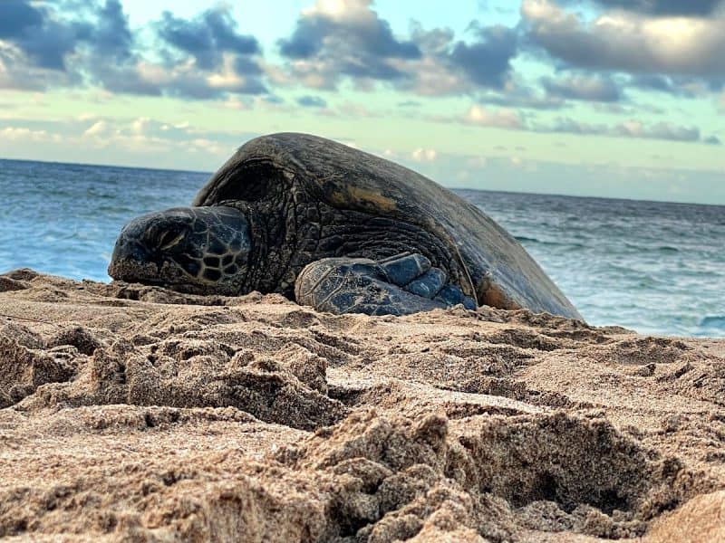 Where to see Turtles in Maui- DT Fleming Beach