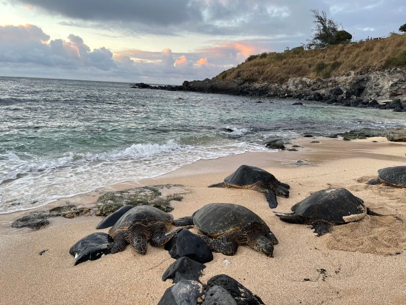 Green Sea Turtles 1