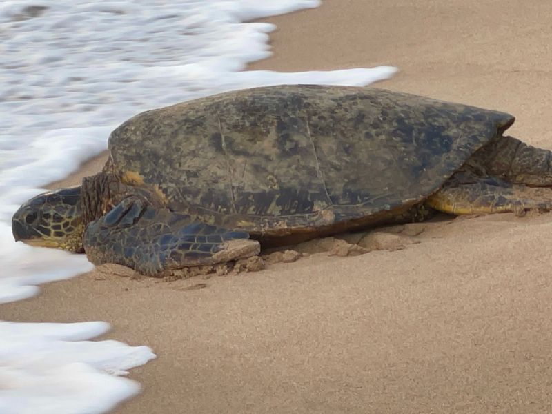 Green Sea Turtles 2