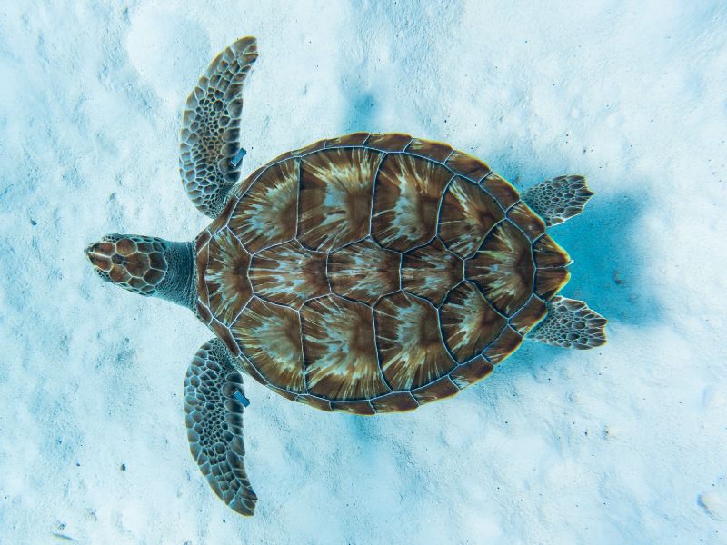 Hawksbill Turtle