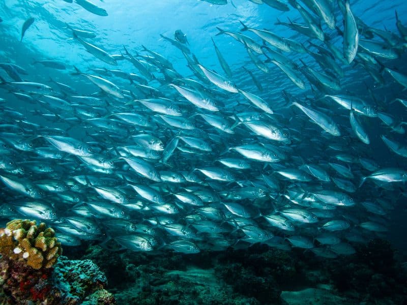 Snorkeling with fish