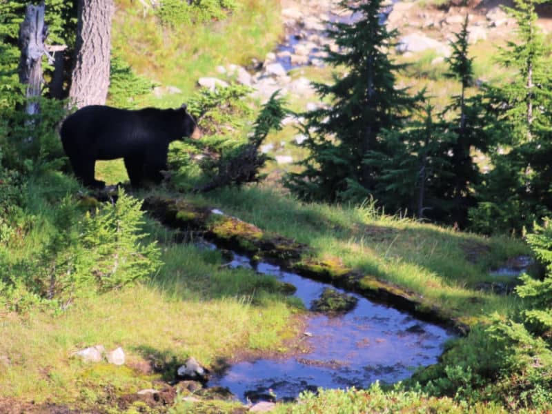 Is Vancouver Island Worth Visiting? 15 Reasons to visit! 9 Black Bear by the Creek