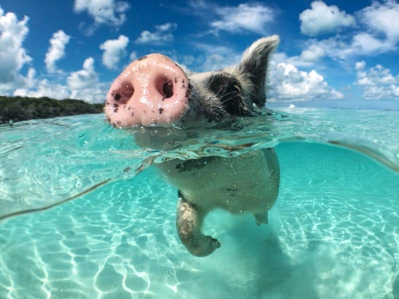 A pig swimming in the ocean, happily paddling in clear blue waters with gentle waves. The sunny sky and a distant tropical beach form the background, creating a playful and serene scene.