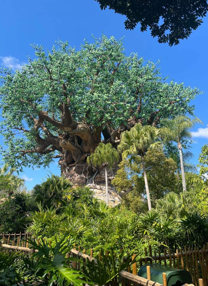 Animal Kingdom Tree of Life