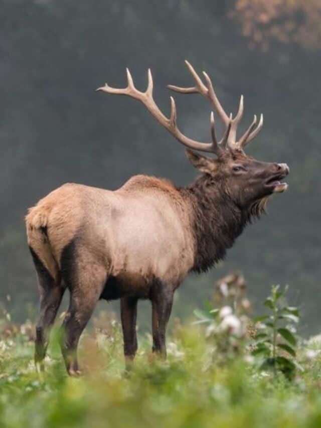 Discover the Magic of Alaska in June (is June the best time to visit Alaska) 2 Bugling Elk