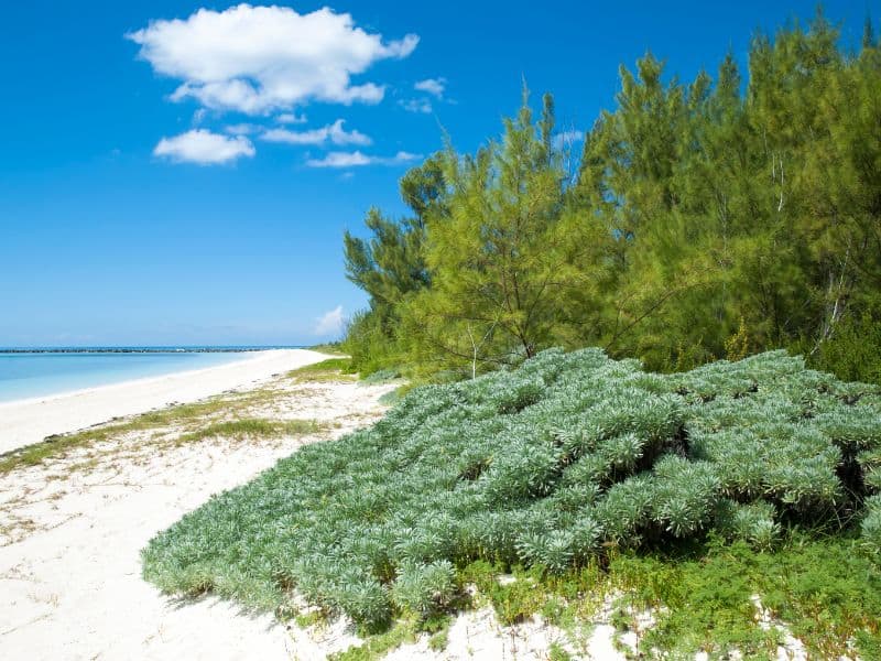 9 Reasons Freeport Is a Snorkeler's Dream Come True! 6 Serene view of Silver Point Beach featuring pristine white sand and lush green trees, with the beach leading to gentle, clear waters and a backdrop of tropical foliage under a clear blue sky.