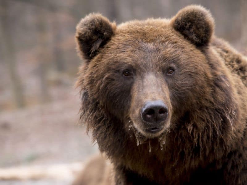 Bear 1