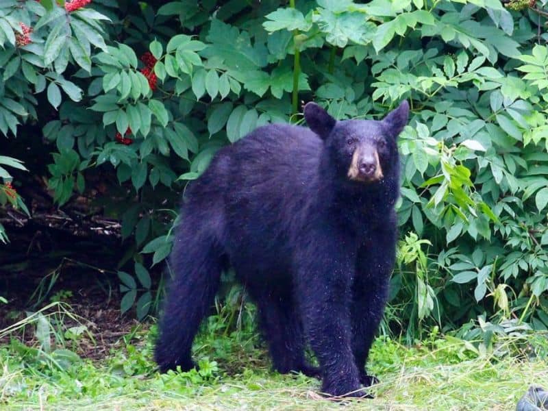 Bear in Alaska
