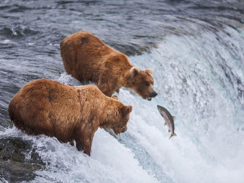 When is the Best time to visit Alaska? 5 Grizzly Bears Fishing at Brooks Falls