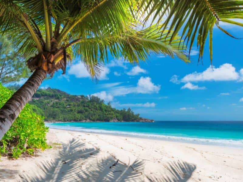 A serene beach with white sand, a coconut tree, and clear blue waters.