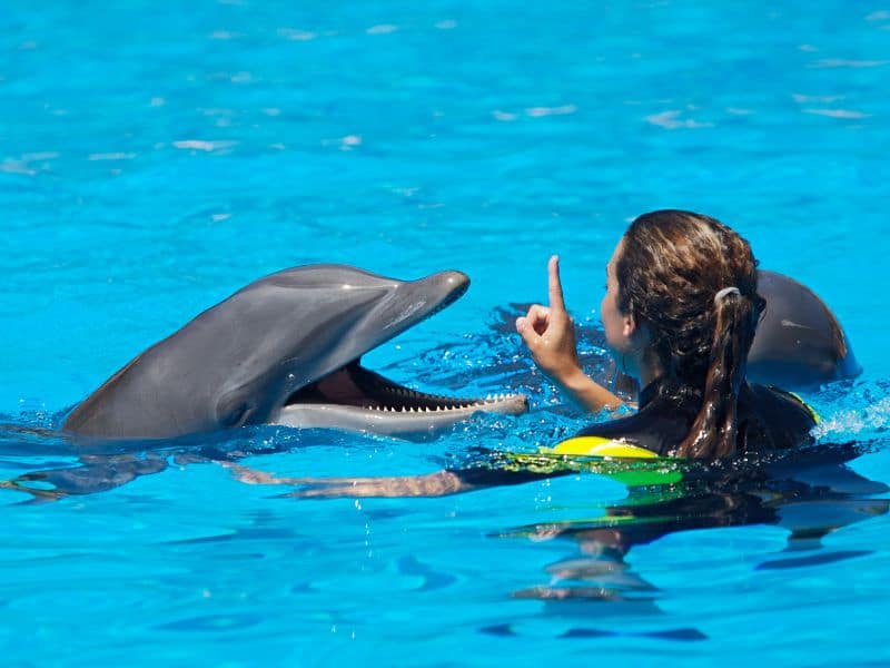 9 Reasons Freeport Is a Snorkeler's Dream Come True! 9 dolphin discovery