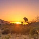 The Best Sunrise Hike in Joshua Tree National Park