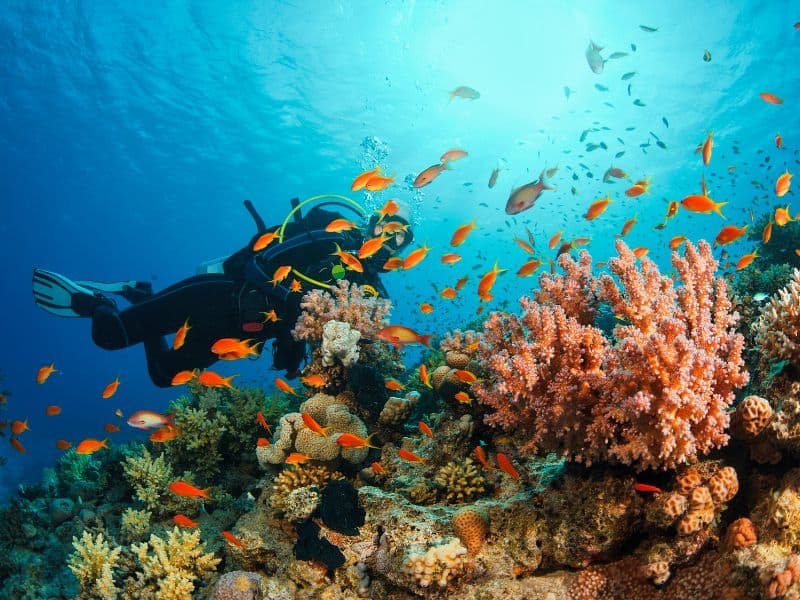 Scuba Diving 